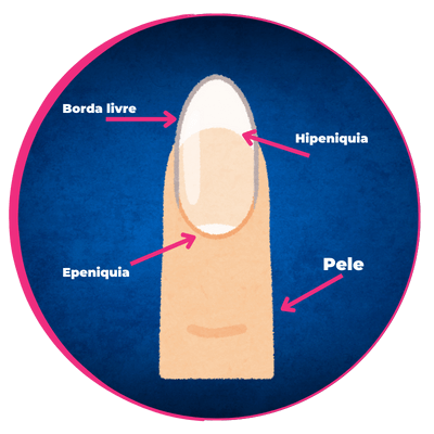 Anatomia das Unhas